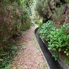 Plants: image 20 Of 208 Thumb